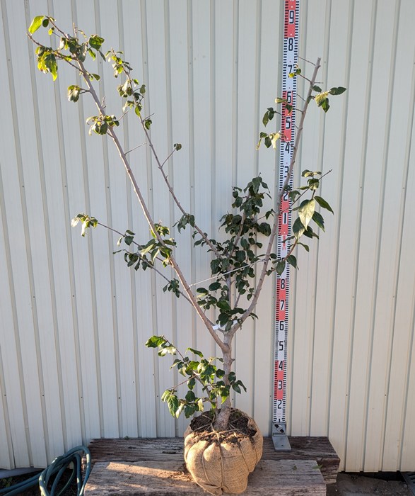 楽天市場】【現品F111】蝋梅（ロウバイ）福寿（フクジュ）苗木 特大 大