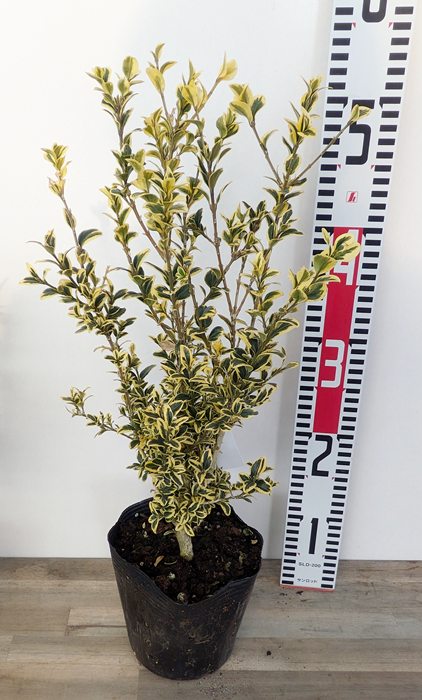 楽天市場】斑入り西洋ツゲ エレガンテシマ 苗木 5号(y04) : 千草園芸