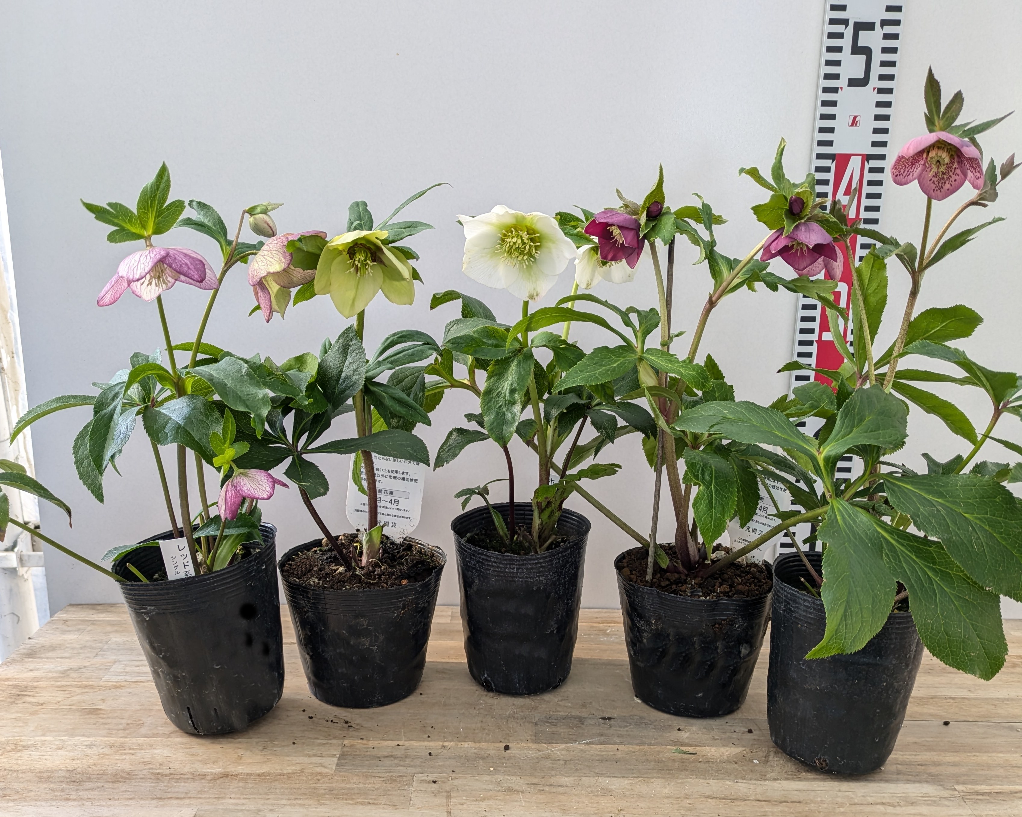 楽天市場】クリスマスローズ 開花見込み株 一重咲き(シングル咲き) 5号