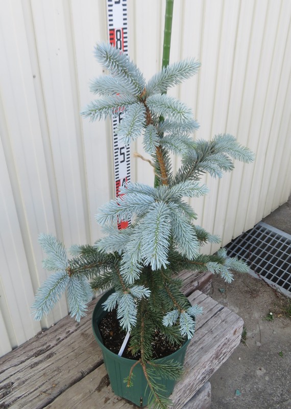 楽天市場】【現品発送】ピセア・プンゲンストーヒ ホプシー 8号鉢植え