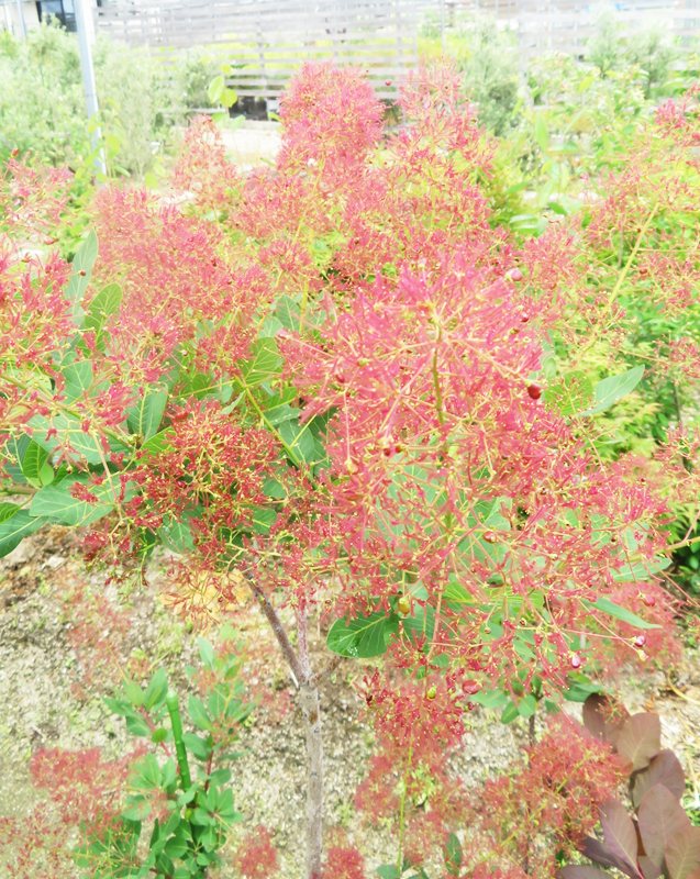 楽天市場】【現品】スモークツリー ルージュシュシュ 苗木 樹高約1.6m