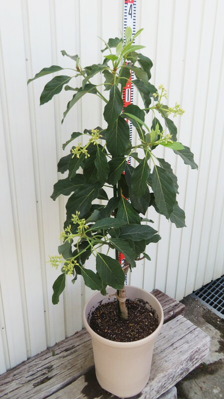 楽天市場】【現品V603】アボガド(アボカド)【メキシコーラ】 10号