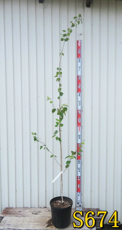 楽天市場】【選べる現品】シラカバ(白樺) ジャクモンティー 8号 苗木