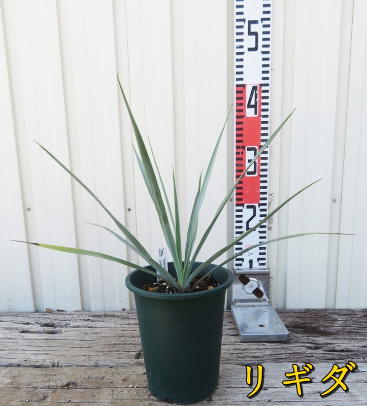 楽天市場】【品種・セットを選べる】ユッカ ロストラータ・リギダ 苗木