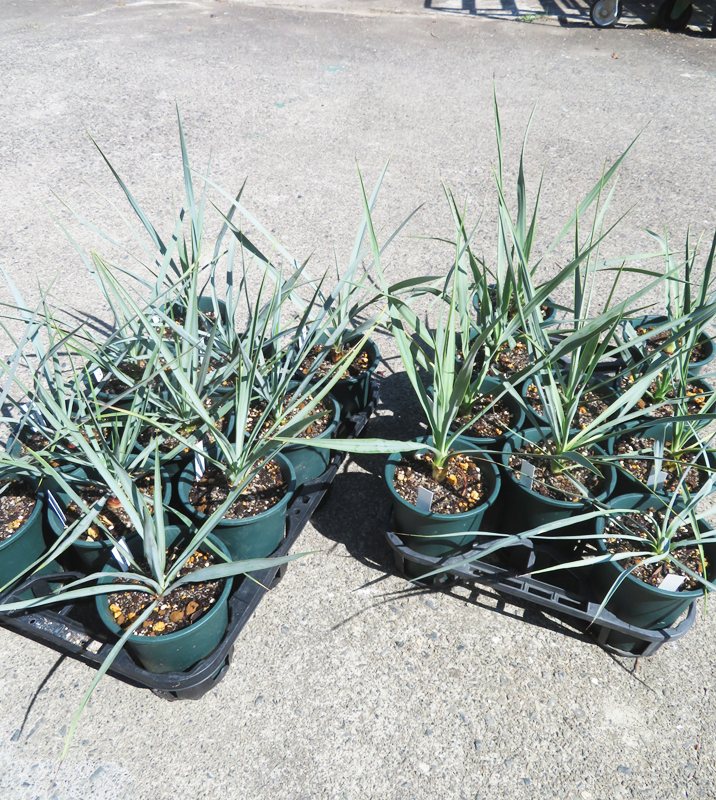 楽天市場】【品種・セットを選べる】ユッカ ロストラータ・リギダ 苗木
