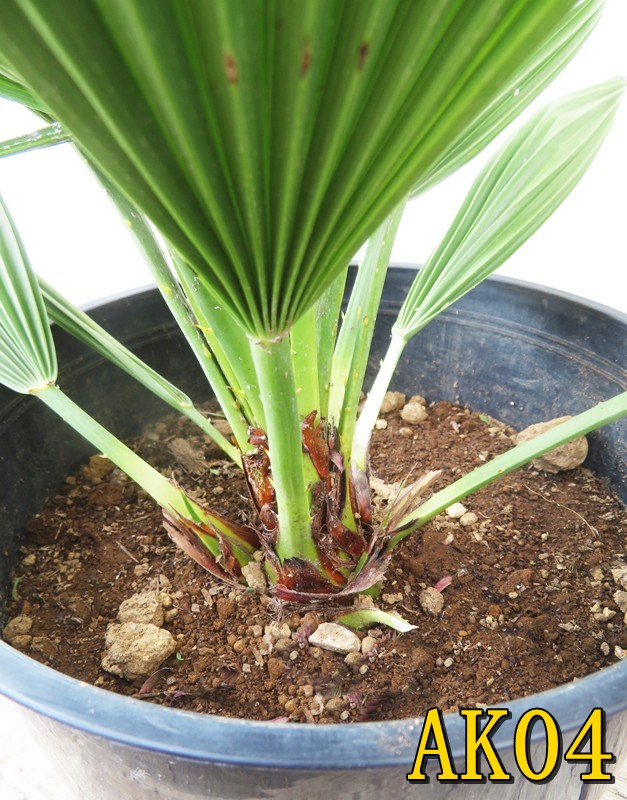 楽天市場】【選べる現品発送】チャメロプス ボルケーノ 7号鉢植え