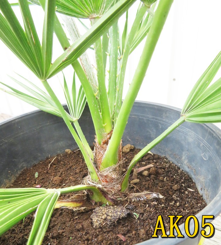 楽天市場】【選べる現品発送】チャメロプス ボルケーノ 7号鉢植え