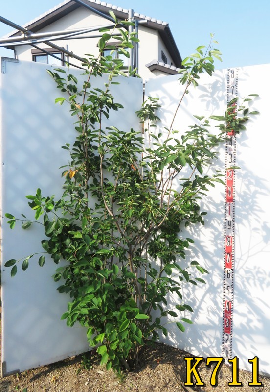 楽天市場】【現品】ジューンベリー 株立ち 苗木 樹高2.1m K711 : 千草園芸