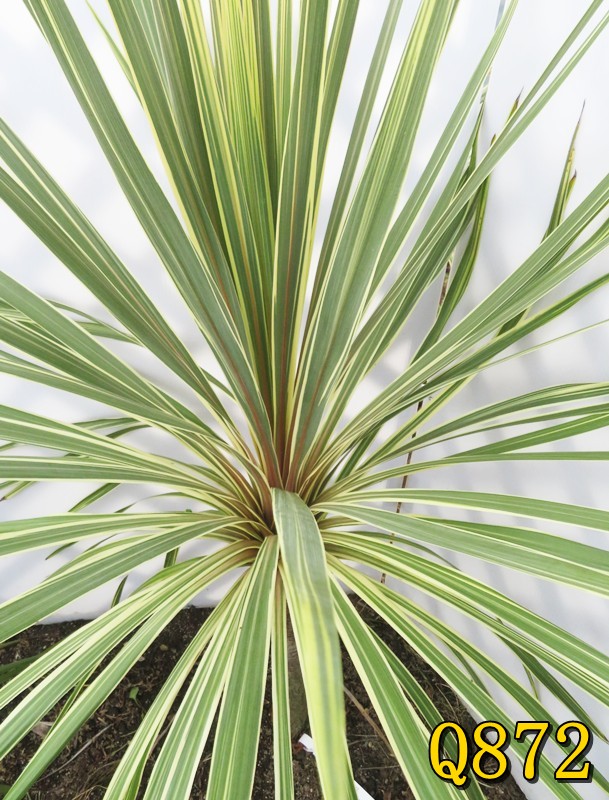 楽天市場】【選べる現品】ドラセナ コルジリネ トーベイダズラー 苗木