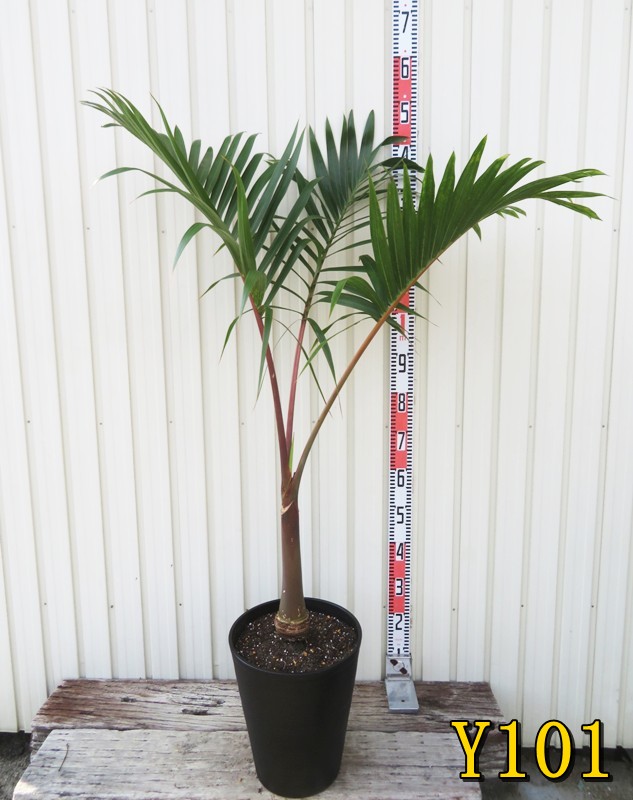 楽天市場】【選べる現品】トックリヤシ 10号セラアート鉢植え : 千草園芸