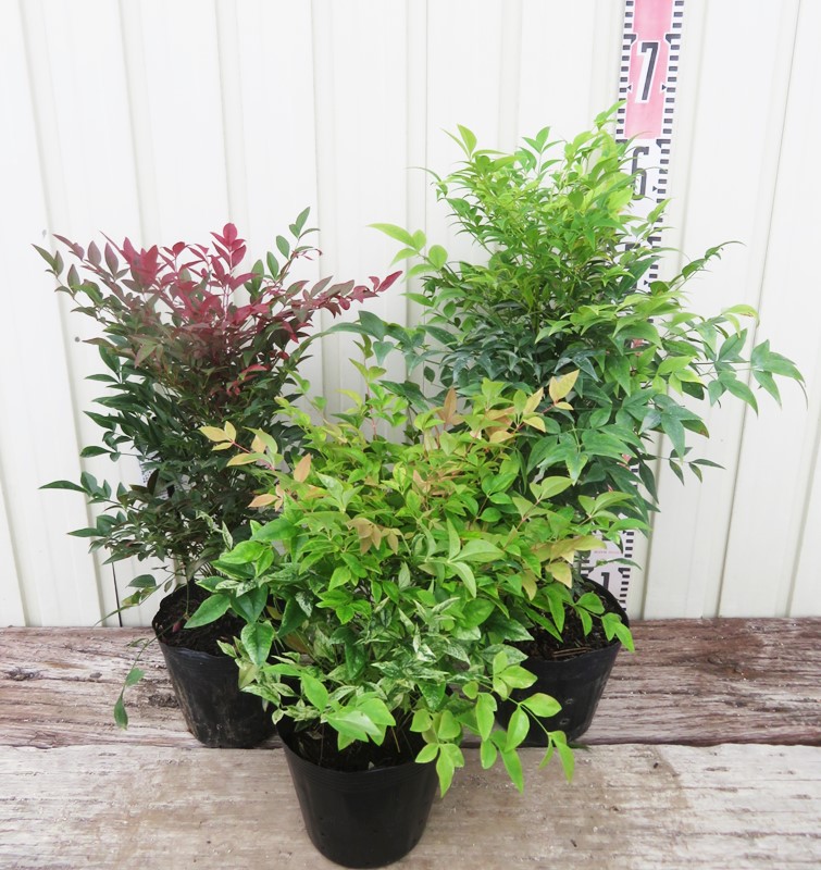 楽天市場】矮性南天(ナンテン) 3種セット 5号(トワイライト・オブセス