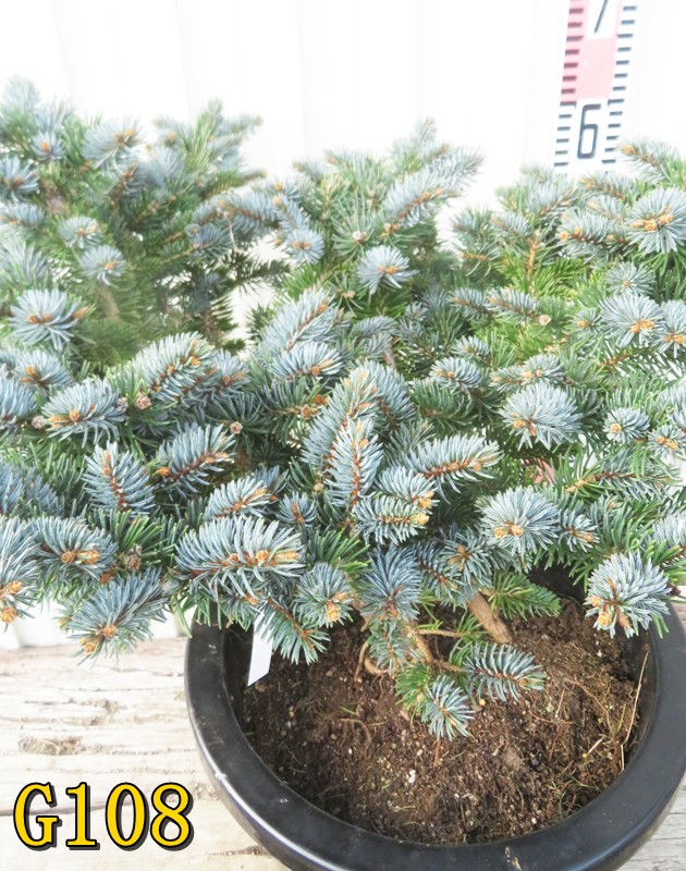 楽天市場】【選べる現品】ピセア・プンゲンストーヒ グラウカ