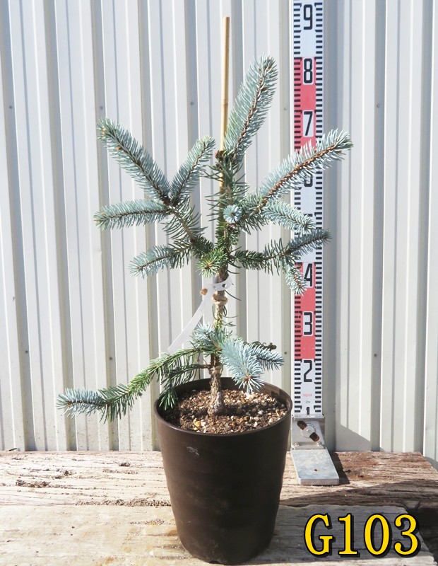 ⑨ ブンゲンス トウヒ ホプシー 7号 最高等級極上品‼️ ① プンゲンス