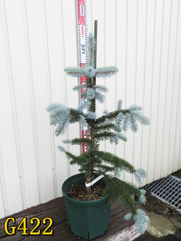 楽天市場】【選べる現品】ピセア・プンゲンストウヒ ホプシー 8号