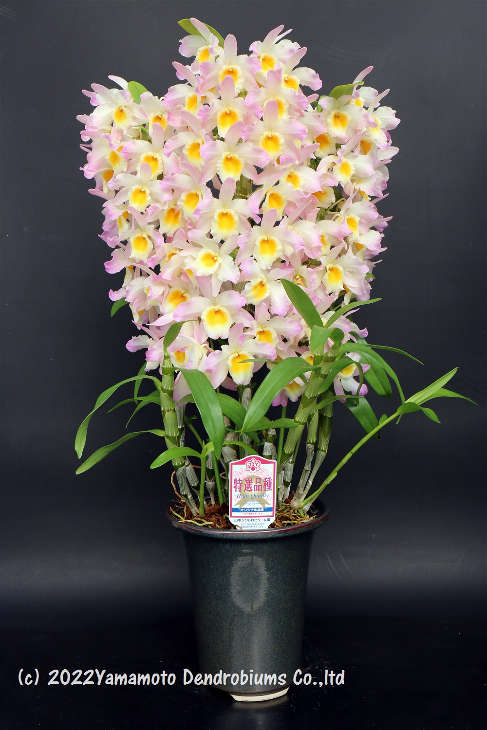 楽天市場】デンドロビューム苗Den. Pretty Dancer 'Orange Smile' 1作