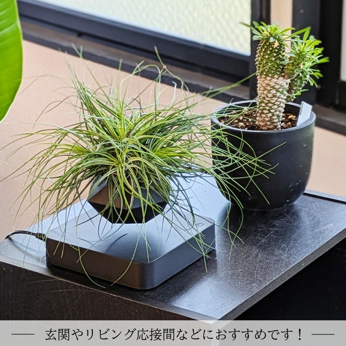 楽天市場】エアープランツ 卓上 宙に浮く プランター 磁気 インテリア