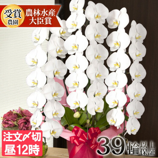 楽天市場】胡蝶蘭 大輪 3本立ち 蕾含む39輪以上 お祝い 開店祝い 命日