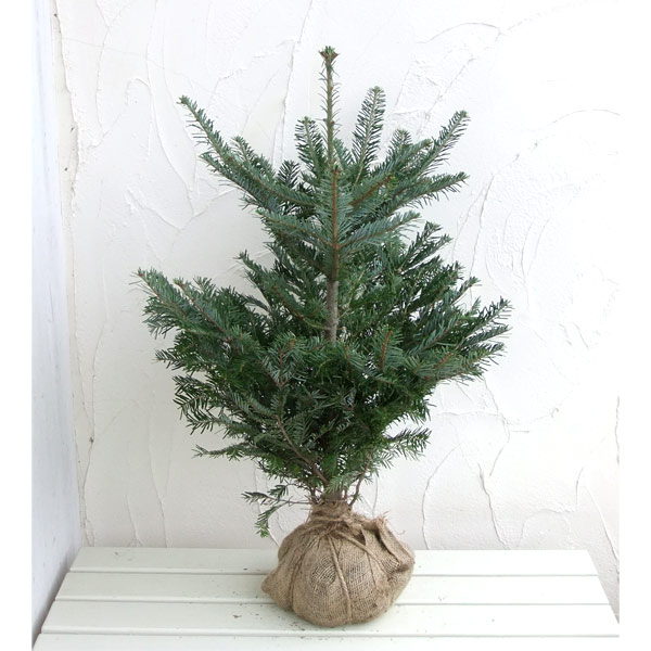 楽天市場】もみの木の通販