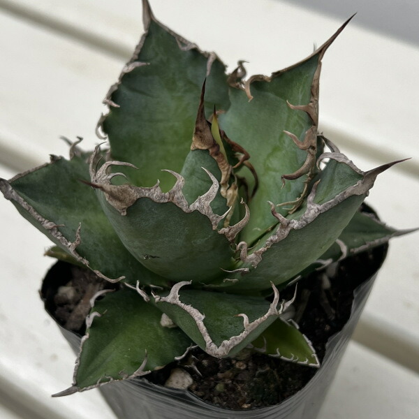 楽天市場】Kaiju Plant産 アガベ 烈焔 子株 チタノタ オテロイ