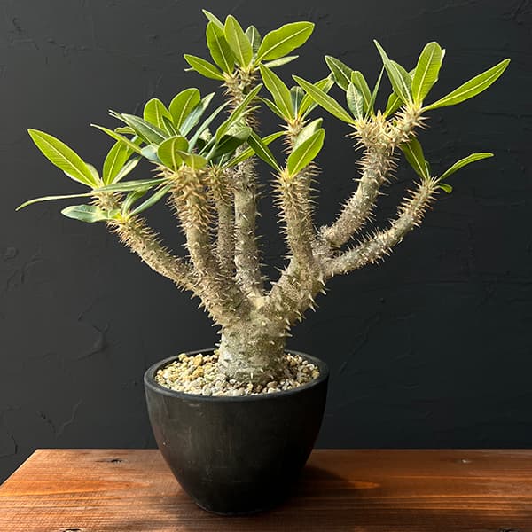 楽天市場】観葉植物/パキポディウム：ホロンベンセ 5号22-01 : 園芸