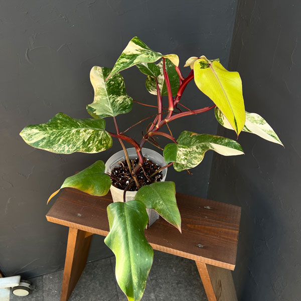 楽天市場】観葉植物/フィロデンドロン：ストロベリーシェイク 5号24-02