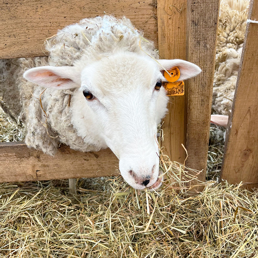 楽天市場】【ふるさと納税】早期予約 国産 羊毛（ 原毛一頭分 2〜3kg