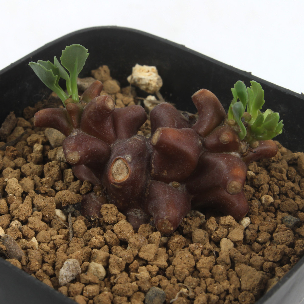 楽天市場】オトンナ・ヘレイ 2.5号【蛮鬼塔 ヘレー バンキトウ 観葉