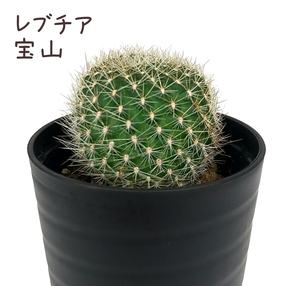 楽天市場】レブチア・宝山【観葉植物 サボテン 多肉植物 インテリア