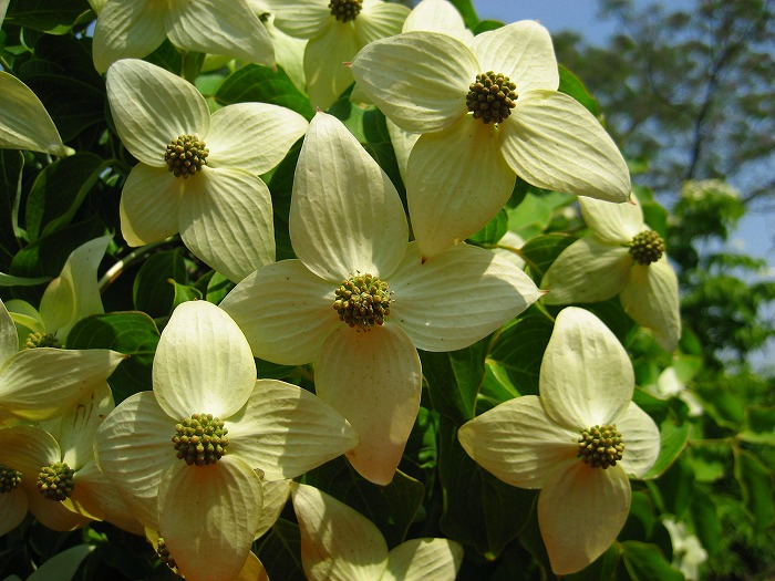 楽天市場】【大型商品】ヤマボウシ（山法師） 株立 樹高2.5m前後 露地