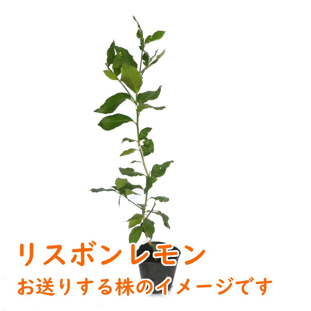 楽天市場】レモン 苗木 苗 レモンの木 『 リスボンレモン 接木苗