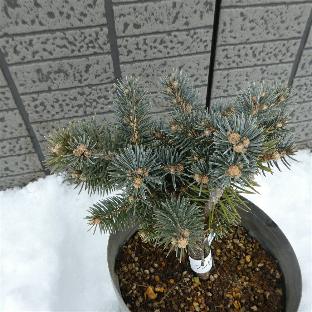 楽天市場】プンゲンストウヒ 『 グラウカ グロボーサ』 6号鉢 樹高15cm