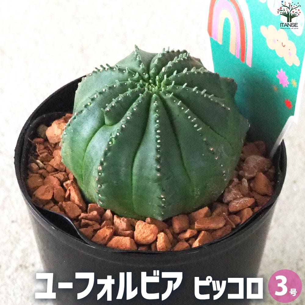 楽天市場】【SS期間☆P5倍】ユーフォルビア ピッコロ オベサ梵天 多肉