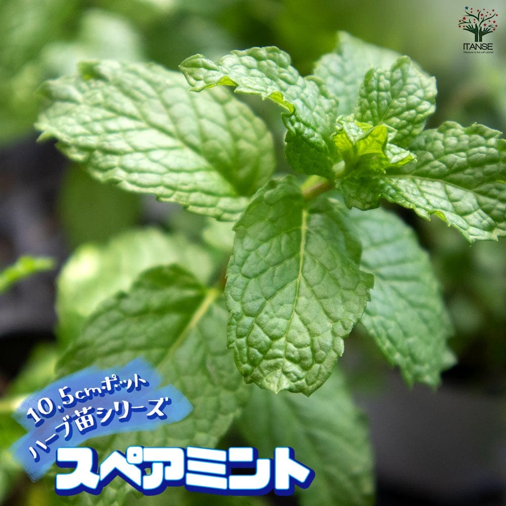 楽天市場】【送料無料】スペアミント 10.5cm おうちで簡単！育てやすい