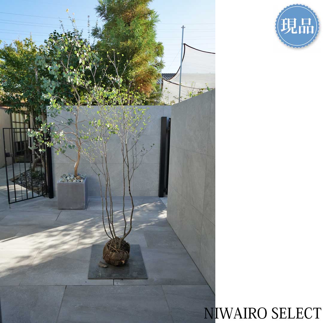 楽天市場】【現品】山採り【アブラツツジ】アブラドウダンツツジ 油