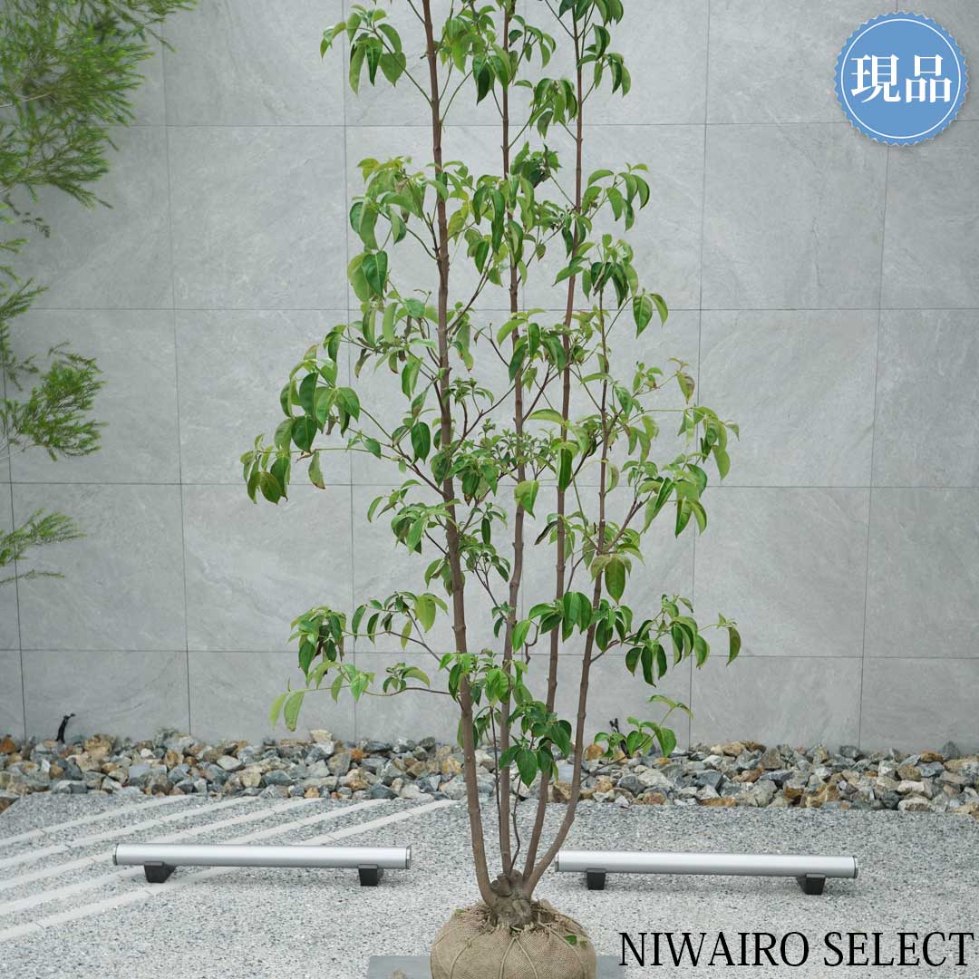 楽天市場】【現品】【常緑ヤマボウシ】山法師 月光 本株立ち 自然風樹