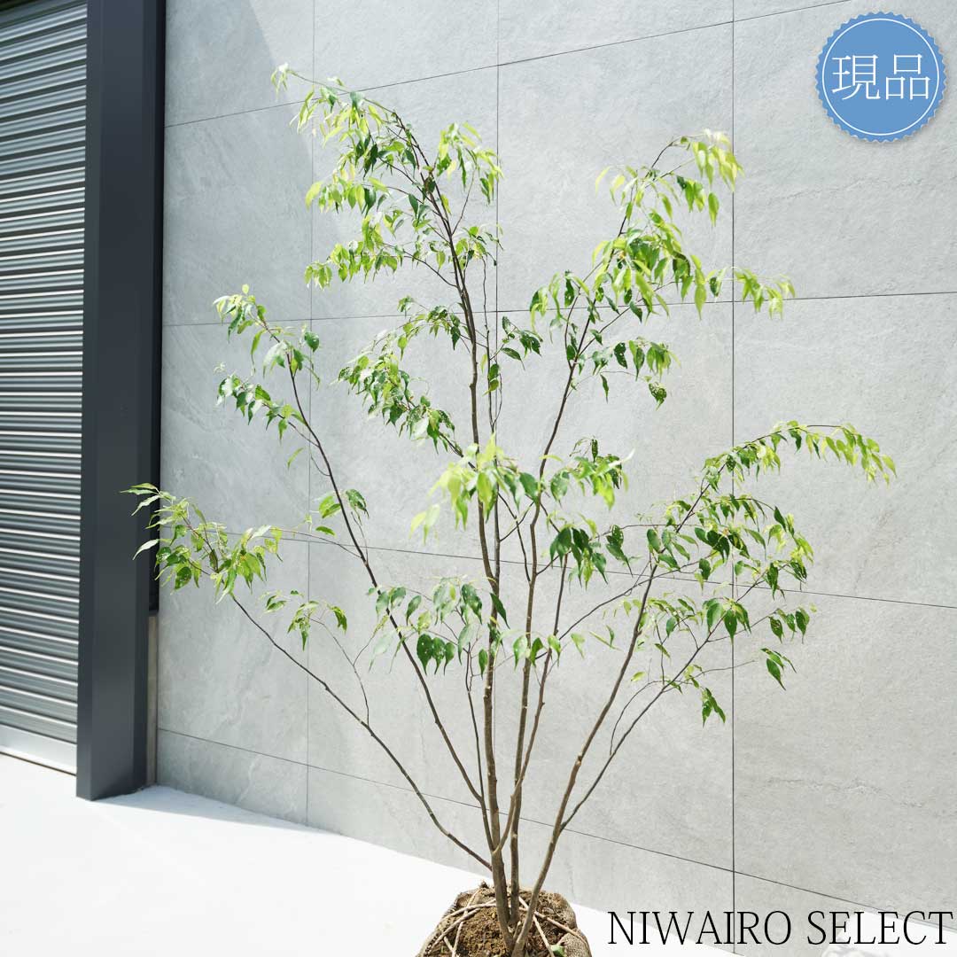 楽天市場】【現品】山採り【ハイノキ】株立ち 自然風樹形 樹高H≒155