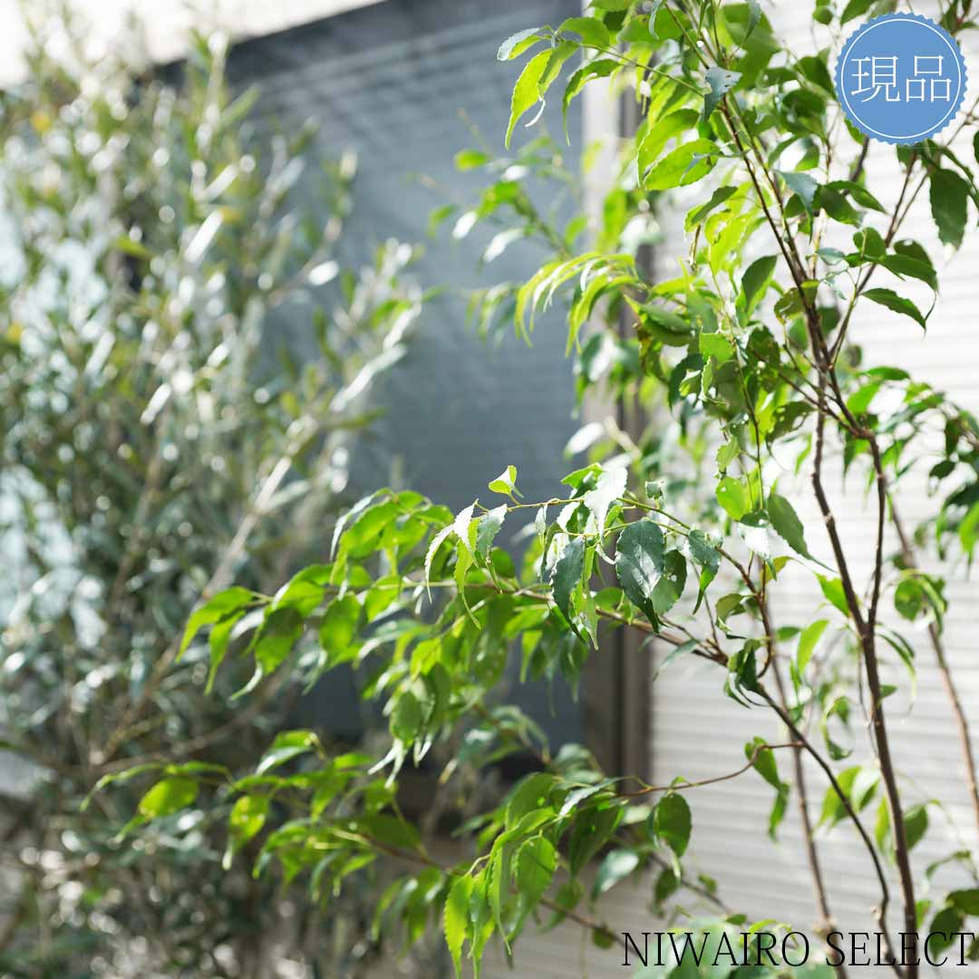 楽天市場】【ハイノキ】本株立ち 自然風樹形 樹高H≒180 × 枝張W