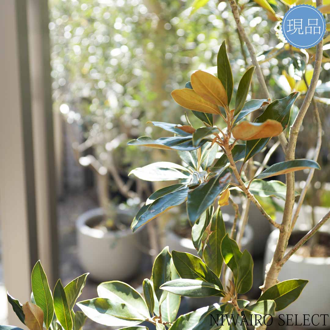 楽天市場】【現品】鉢植え【リトルジェム】タイサンボク 矮性 自然風樹