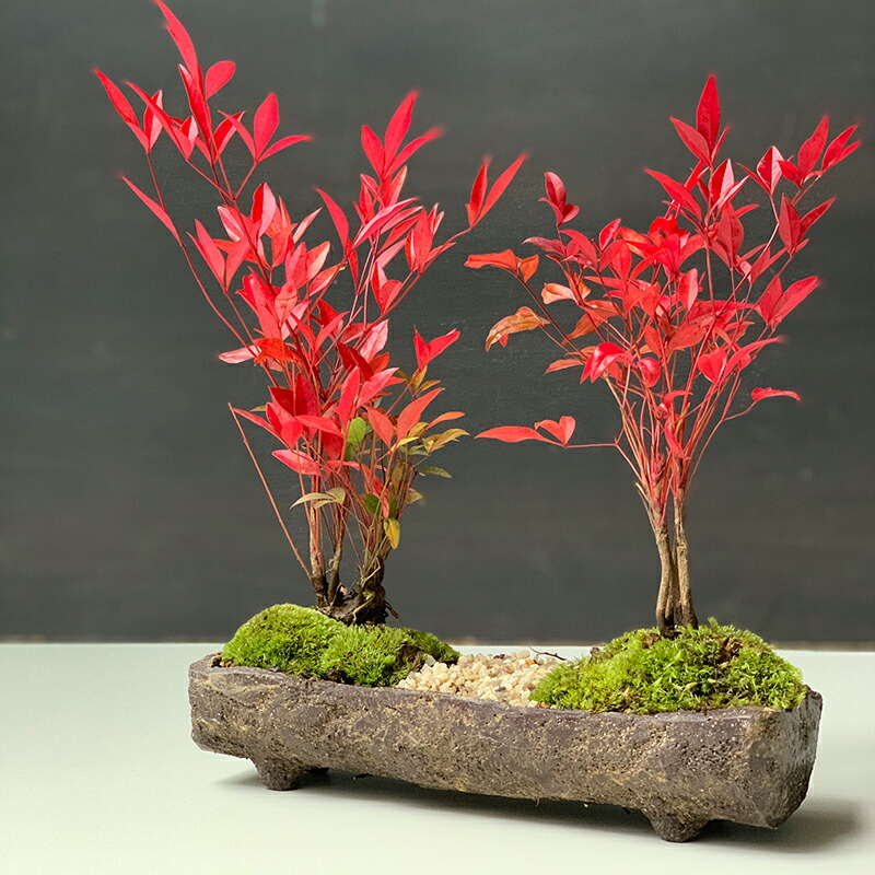 楽天市場】盆栽 南天 ナンテン くらま岩風 長方鉢 並木道 難を転ずる