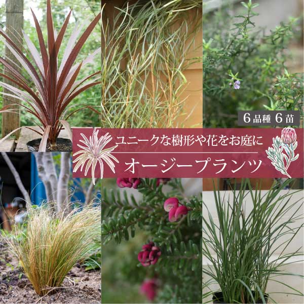 楽天市場】オージープランツ ［C］低木と多年草のセット生産者直送 15