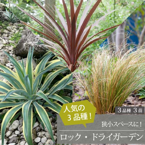 楽天市場】**3月中旬以降発送** ロックガーデンセット ［A］定番 基本3