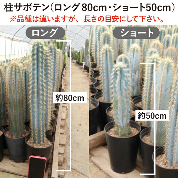 楽天市場】柱サボテン 吹雪柱 ロングタイプ（鉢下から80cm） 5号鉢