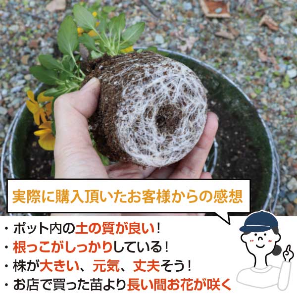 楽天市場】ノースポール 花苗 40個 セット (3寸 3号 9cmポット) ケース