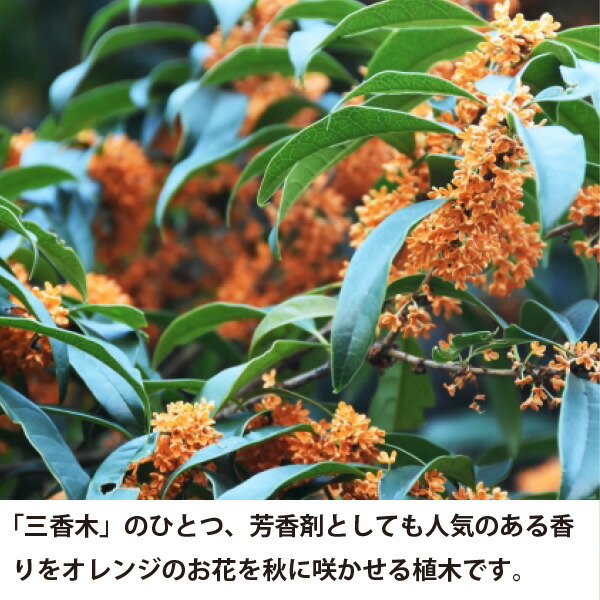 楽天市場】キンモクセイ 金木犀 樹高約1.5m 根巻き苗 庭木 苗木