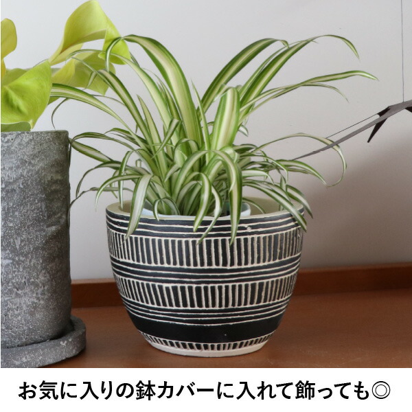 楽天市場】［生産者直送］オリヅルラン 風水 お洒落な白いプラ鉢セット