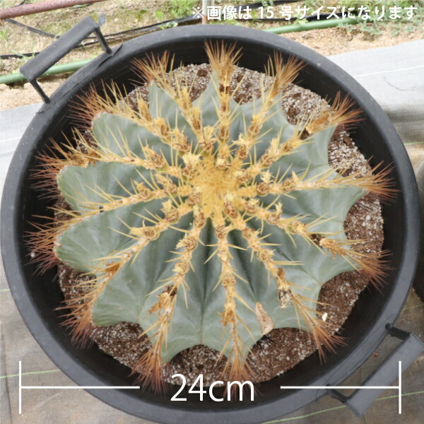 楽天市場】王冠竜 オウカンリュウ サボテン フェロカクタス 8号鉢 1鉢