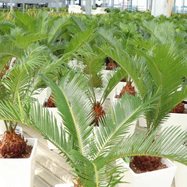 楽天市場】ソテツ 6号鉢 観葉植物 室内 大型 インテリア おしゃれ