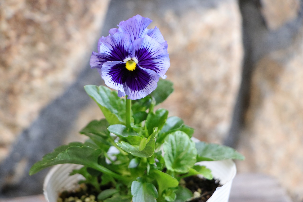 楽天市場】フリル咲き パンジー フリズルシズル ブルー 3.5号ポット苗