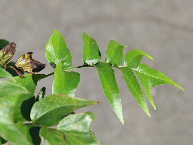 楽天市場】オニヤブソテツ 10.5cmポット 苗 : トオヤマグリーン
