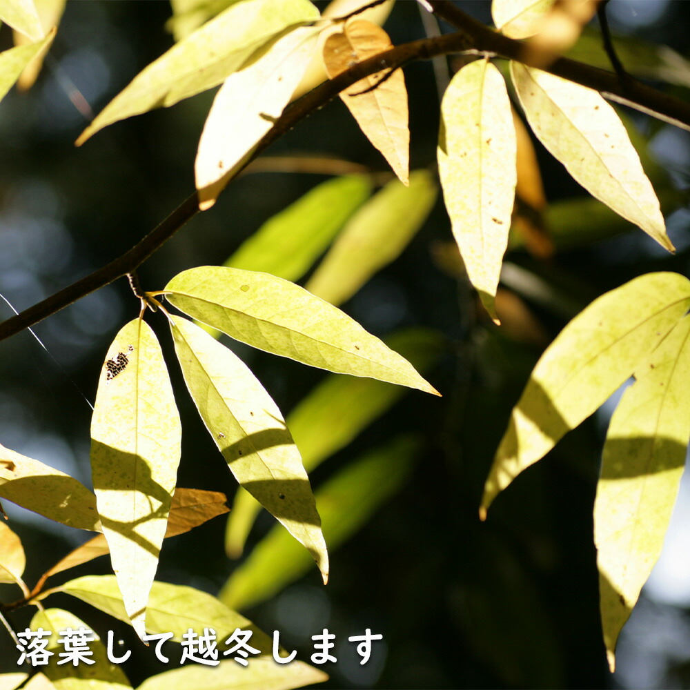 天然クロモジ 二本立苗木約270cm 楽天市場】クロモジ 株立ち 2m 露地